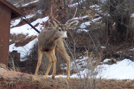 Buck