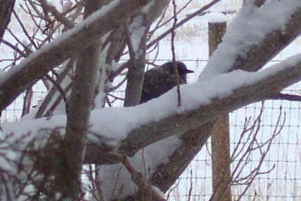 Snow bird