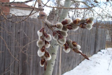 Buds
