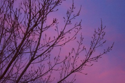 Morning branches