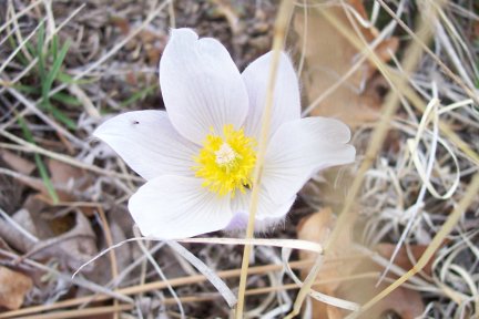 Windflower