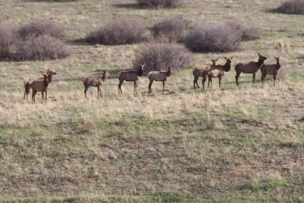 Elk
