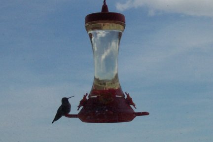 Hummingbird