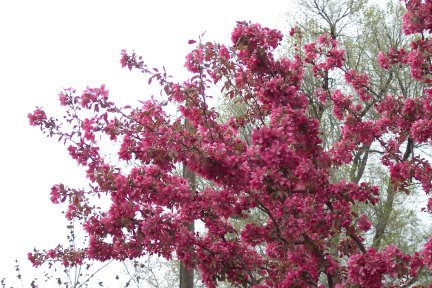 Flowering Tree
