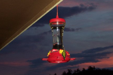 hummingbird
