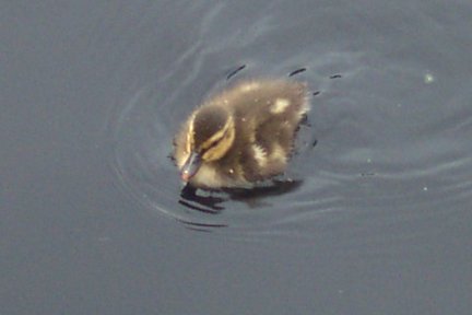 Duckling