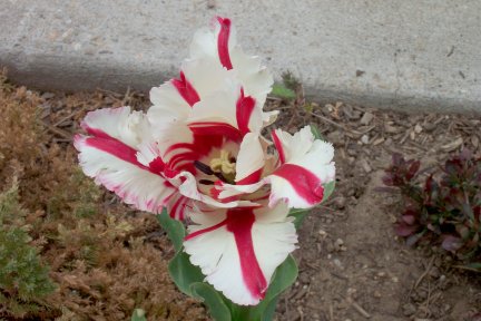 Gaudy Tulip