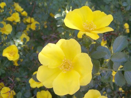 Roses