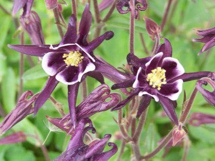 Columbines