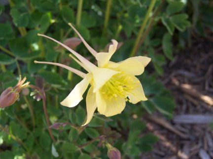 Columbine