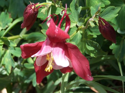 Columbine