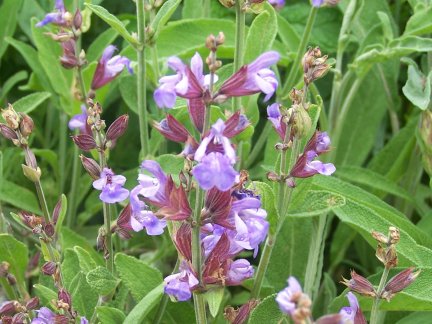Blooming Sage