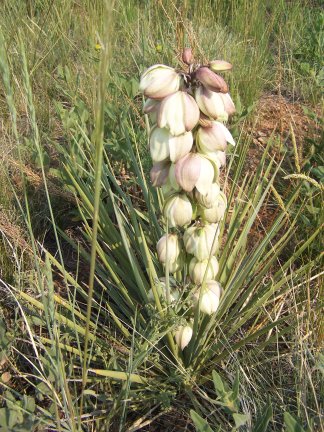 Yucca