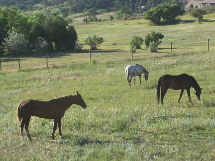 Early morning grazing