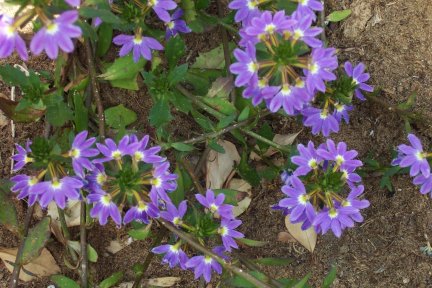 Purple flowers