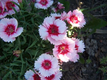 Pinks