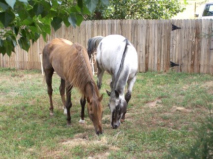 Backyard horses