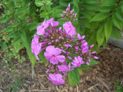 Phlox
