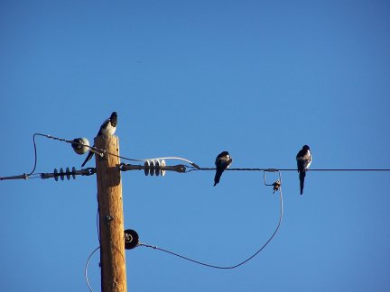 Magpies