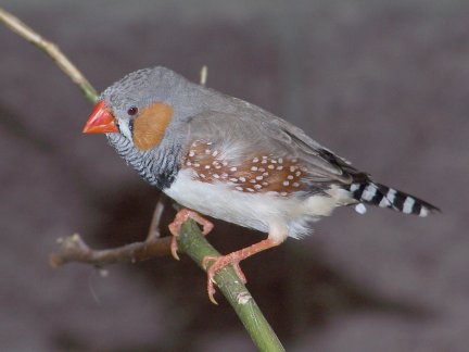 Finch