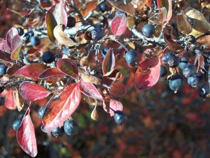 Autumn berries