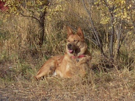 Brody