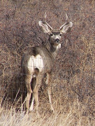 Mule Deer