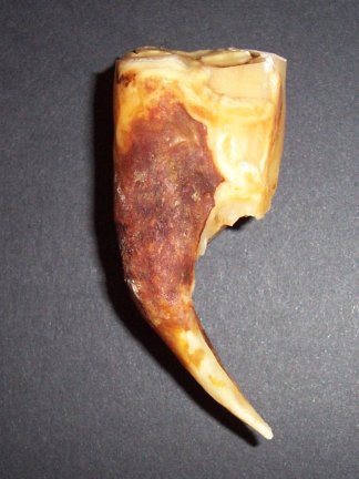 Hap\'s Tooth