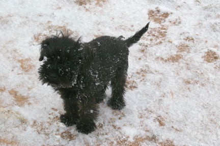 Orion in the Snow