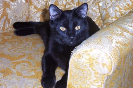 arnie20040301.jpg