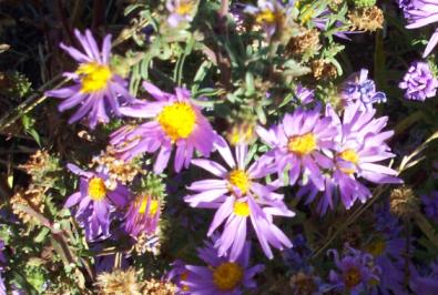 asters.jpg