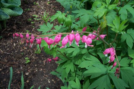 Bleeding heart