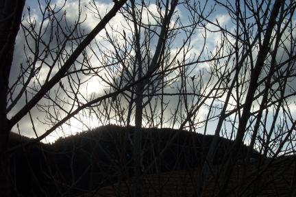 branches20040313.jpg