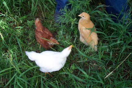 chickens20040721 jpg