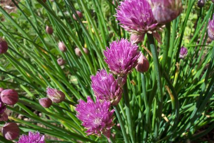 Chives