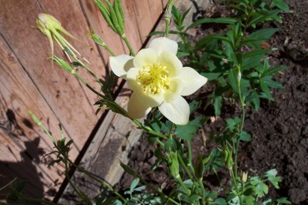 Columbine