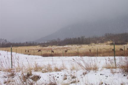 deer20040120.jpg