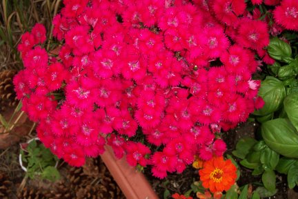 Dianthus