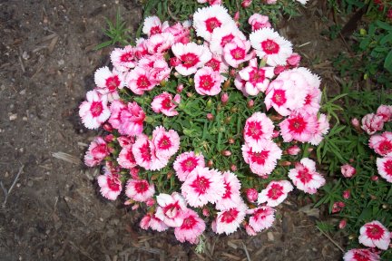 Dianthus