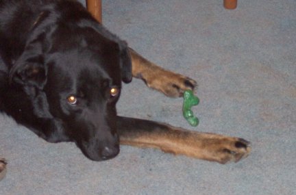 Dudley with his bone