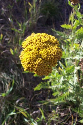 Fall Flower