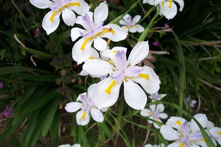 California flower