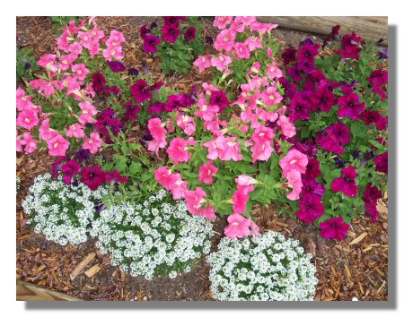 flowers030811.jpg