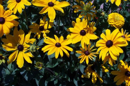 Flowers