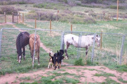 Horses