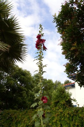 Hollyhocks