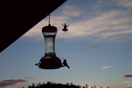 Hummingbirds