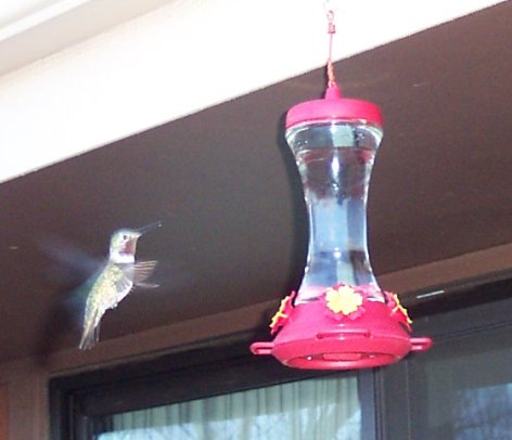 hummingbird20040503.jpg