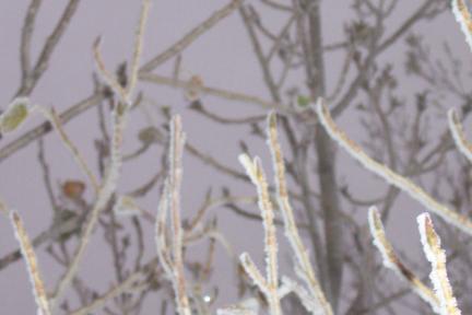 icefogbranch.jpg
