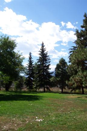 monumentparkpines.jpg